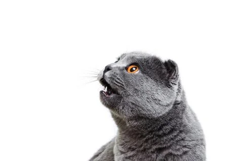 The gray lop-eared cat Foto stock