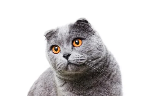 The gray lop-eared cat Stock Photos