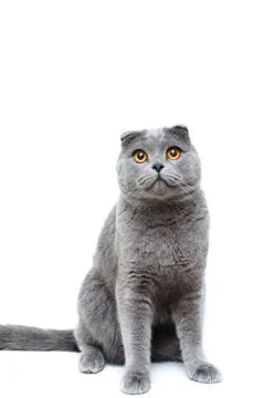 The gray lop-eared cat Foto stock