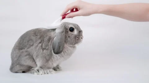 A gray lop-eared decorative rabbit while being combed on the head by a comb. Stock Footage 147646661