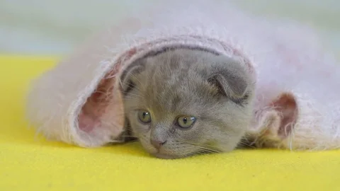 Gray lop-eared kitten hiding in a pink mohair. Scot. close up. Stock Footage 105231495