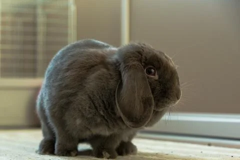Gray lop-eared rabbit Stock Photos