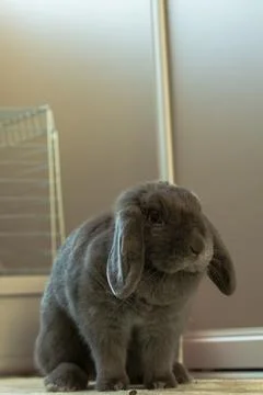 Gray lop-eared rabbit Stock Photos