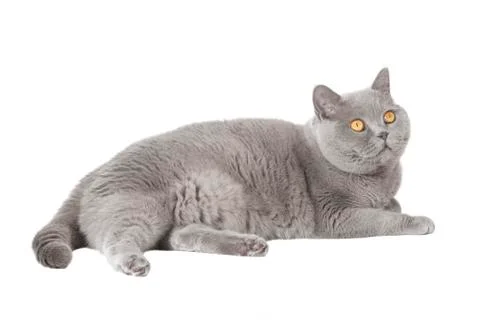 Gray lying cat Stock Photos