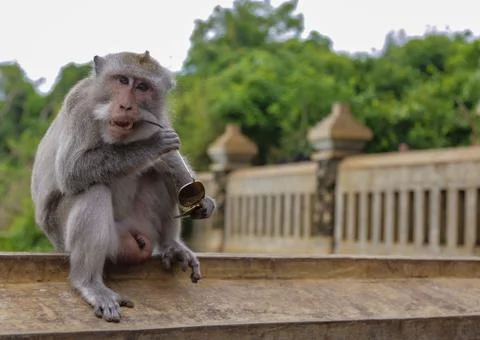 Gray macaque monkey holds and nibbles sunglasses. Shooting a summer day in Bali Stock Photos