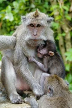 Gray macaque monkey sits with cub among other relatives and looks at the camera Stock Photos