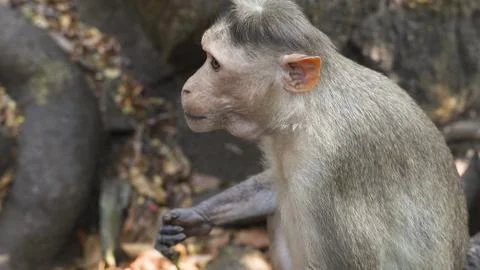 Gray macaque monkey sits on the ground against the backdrop of roots Stock Photos
