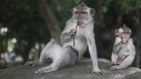 Gray Macaque Monkey, in the wild nature in the tropical jungle . Monkey family 動画素材 86252217