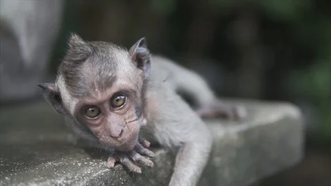 Gray Macaque Monkey, in the wild nature in the jungle. Monkey is looking with 動画素材 86267269