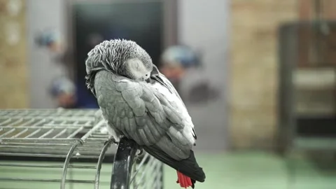 Gray macaw parrot sits on a cage and sleeps. Wild animal in zoo Video stock 263898141
