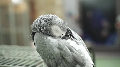 Gray macaw parrot sits on a cage and sleeps. Wild animal in zoo Video stock 263898152