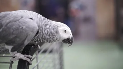 Gray Macaw Parrot sits on a cage. Parrot eats pine nuts. Wild animal in zoo Stock-Footage 263898381