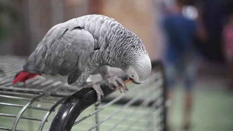 Gray Macaw Parrot sits on a cage and eats cookies. Wild animal in zoo Stock Footage 263898387