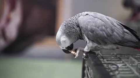 Gray Macaw Parrot sits on a cage and eats cookies. Wild animal in zoo Video stock 263898401