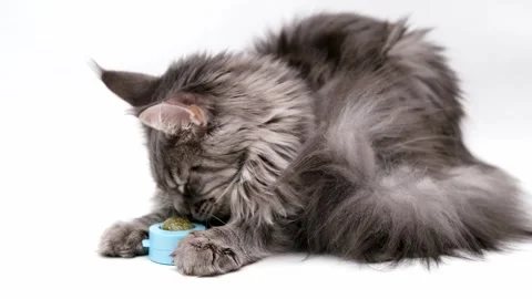 Gray Maine Coon cat close up Stock Footage 255924476
