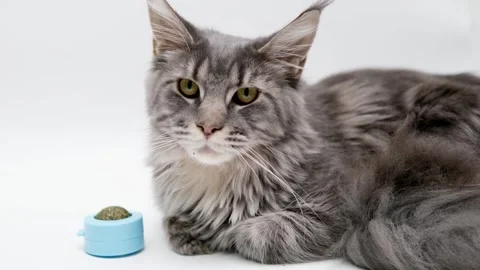 Gray Maine Coon cat close up Stock Footage 255924732