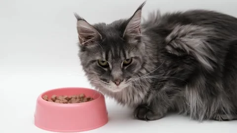 Gray Maine Coon cat close up Stock Footage 255924819