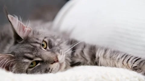 Gray Maine Coon cat close up Stock Footage 255924821