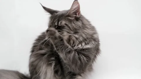 Gray Maine Coon cat close up Stock Footage 255925010
