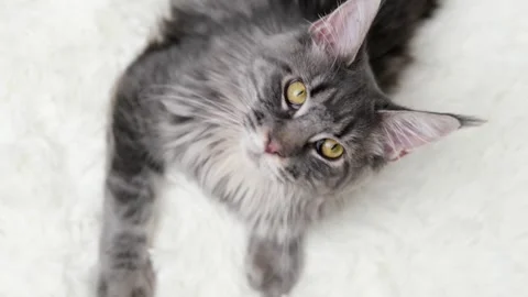 Gray Maine Coon cat close up Stock-Footage 257666530
