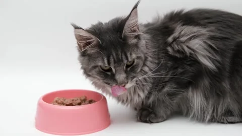 Gray Maine Coon cat close up 스톡 동영상 266683096