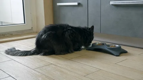 Gray Maine Coon cat eats food in the kitchen from dishes Vídeos de archivo 241817317