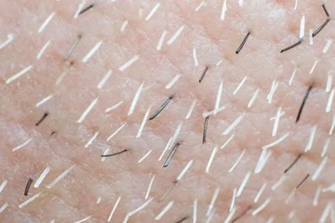 Gray man's beard close up Stock Photos