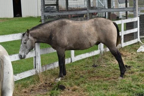 A gray mare on the farm posing Foto stock