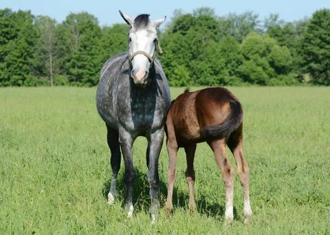 Gray mare with a foal Stock Photos