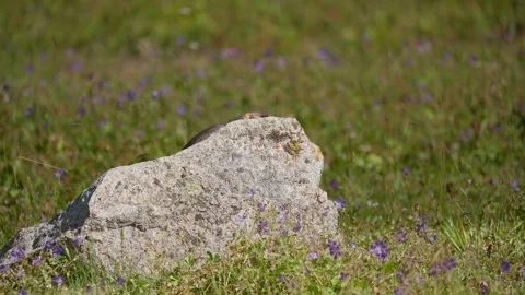Gray Marmot hiding behind a rock in the Tien Shan Mountains Big Almaty Lake Stock Footage 341092310