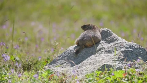 Gray Marmot relaxed and looking around in the Tien Shan Mountains Almaty Lake Stock Footage 341092276