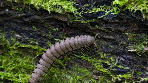 Gray millipede in tropical rain forest. . Stock Footage 73596721