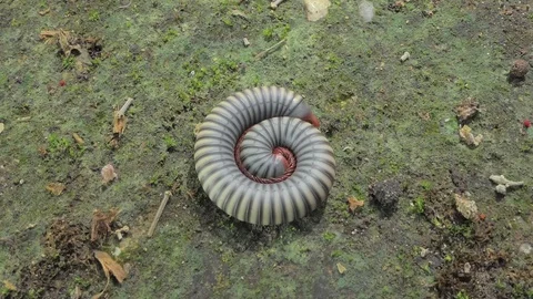 Gray millipede in tropical rain forest. Stock-Footage 76906072