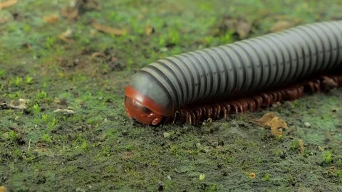 Gray millipede in tropical rain forest. Stock-Footage 76917636