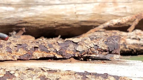 Gray millipede in tropical rain forest. Stock Footage 76929923
