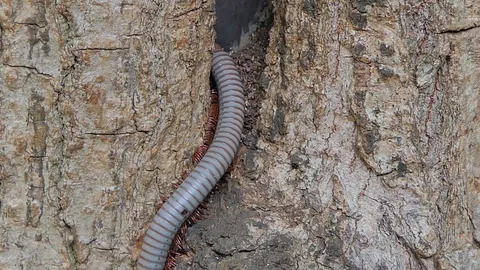 Gray millipede walking in tropical rain forest. Stock Footage 114617432