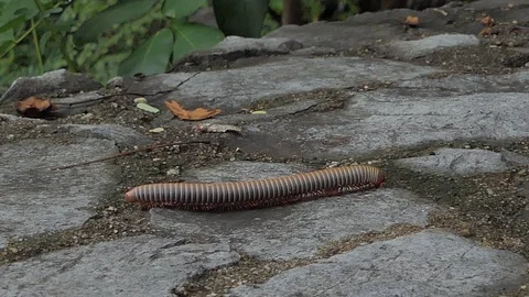 Gray millipede walking in tropical rain forest. Stock Footage 114617538