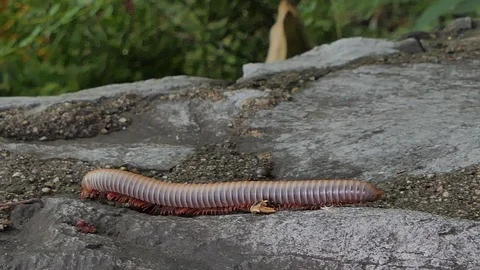 Gray millipede walking in tropical rain forest. Stock Footage 114617569