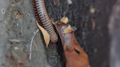 Gray millipede walking in tropical rain forest. Stock Footage 114617680