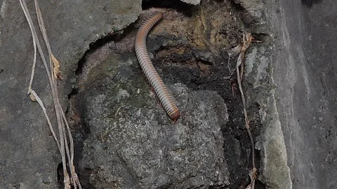 Gray millipede walking in tropical rain forest. Stock Footage 114617700