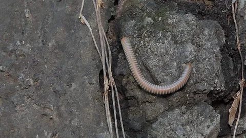 Gray millipede walking in tropical rain forest. Stock Footage 114619364
