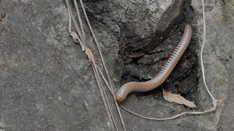 Gray millipede walking in tropical rain forest. 库存影片 114619663