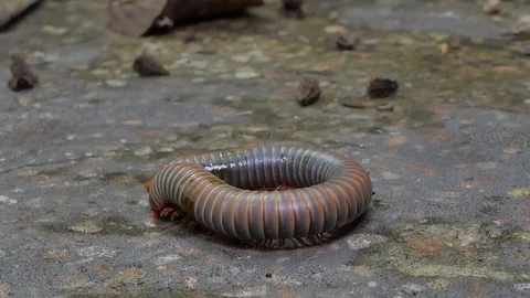 Gray millipede walking in tropical rain forest. Stock Footage