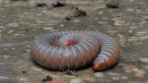 Gray millipede walking in tropical rain forest. Stock Footage 114619772