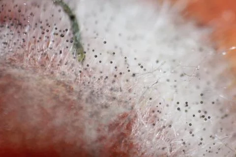 Gray mold growing across tomato skin macro Stock Photos