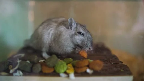 Gray mongolian gerbil enjoying eating colored dry food, close up Stock Footage