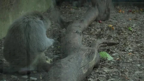 Gray Monkey Baboon Eat Vegetables Cabbage Glass Reflection Tree Branch Stock-Footage 70631964