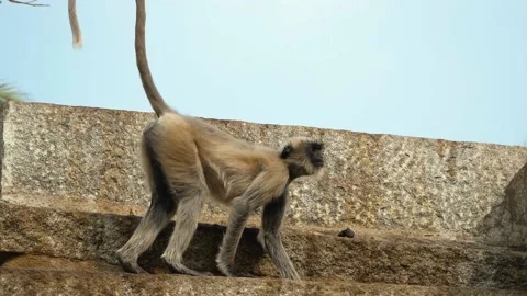 A gray monkey with a black muzzle prepares to jump on the roof of a temple in Video stock 140027182