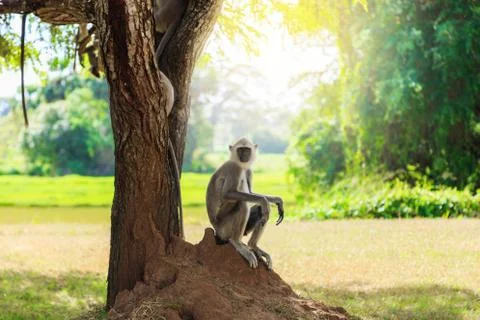 Gray monkey in the jungle sitting under a tree Stock Photos
