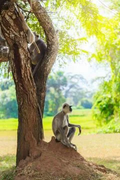 Gray monkey in the jungle sitting under a tree Stock Photos
